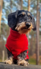 Dachsie Sweater, Red Dachsie Sweater, Red