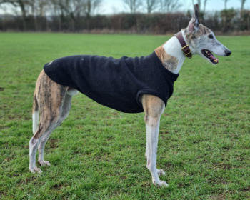 Dog Tank Top, Black Dog Tank Top, Black