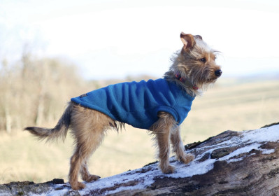 Dog Tank Top, Dark Teal Dog Tank Top, Dark Teal