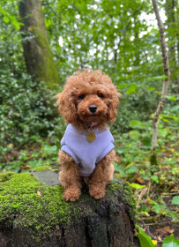 Dog Tank Top, Lavender Dog Tank Top, Lavender