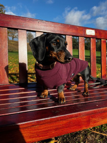 Dachsie Sweater, Mulberry Dachsie Sweater, Mulberry