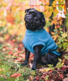 Dog Tank Top, Dark Teal Dog Tank Top, Dark Teal