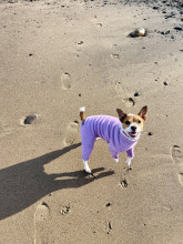 Dog Suit, Pale Heather