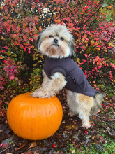 Dog Tank Top, Espresso