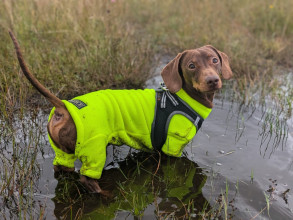 Dachsie Suit, Fluorescent Yellow