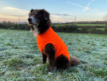 Dog Tank Top, Blaze Orange