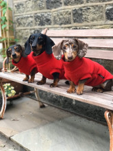 Dachsie Sweater, Red