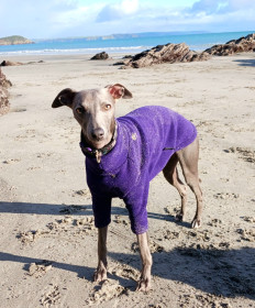 Dog Sweater, Dark Purple Dog Sweater, Dark Purple