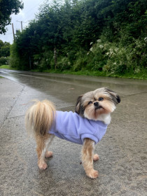 Dog Tank Top, Lavender