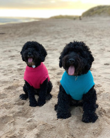 Dog Tank Top, Teal, Soft Fuchsia Dog Tank Top, Teal, Soft Fuchsia