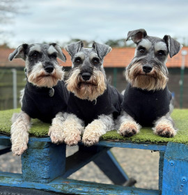 Dog Tank Top, Black Dog Tank Top, Black