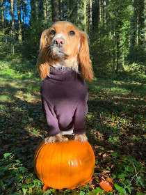 Dog Sweater, Espresso