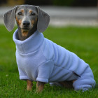 Dachsie Suit