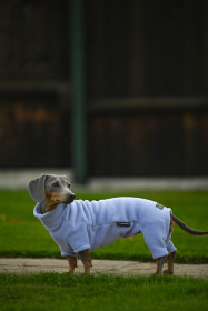 Dachsie Suit, Lavender