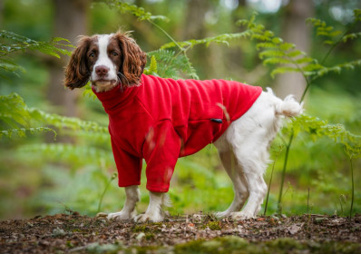Dog Sweater, Red Dog Sweater, Red