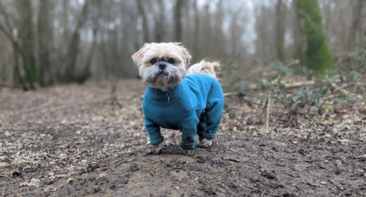 Dog Suit, Teal Dog Suit, Teal