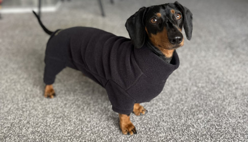 Dachsie Suit, Black