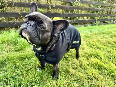 Dog Coat, Black Dog Coat, Black