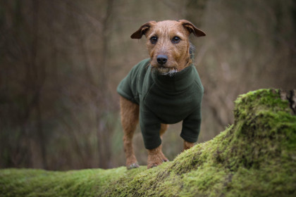 Dog Sweater, Loden Green Dog Sweater, Loden Green