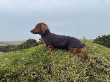 Dachsie Sweater, Espresso