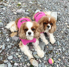 T-Shirt Body, Raspberry Pink T-Shirt Body, Raspberry Pink