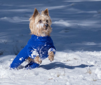 Dog Suit, Cobalt Blue