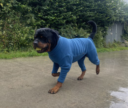 Dog Suit, Dark Teal