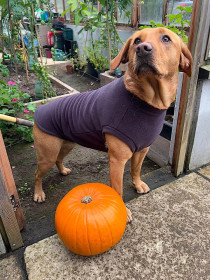 Dog Tank Top, Espresso