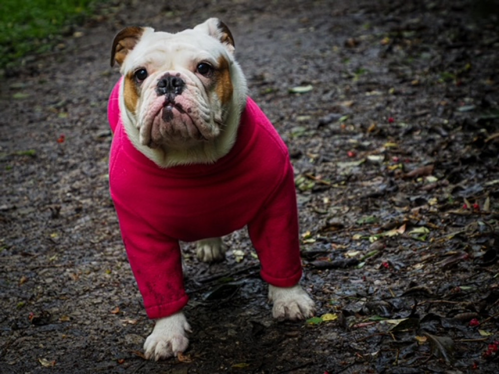 Polartec Fleece Dog Sweater - Rainproof, Breathable, Warm and